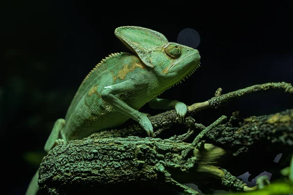 Zelené Chameleon Černé Pozadí Stromě — Stock fotografie