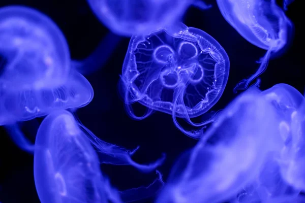 Moon Jellyfish Black Background Underwater — ストック写真