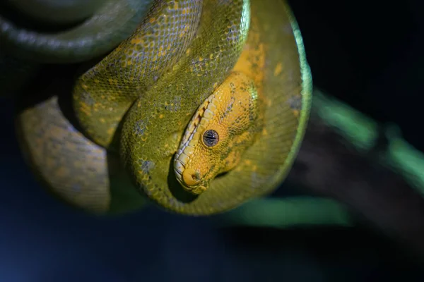 Green Tree Python Branch Tre — Foto de Stock