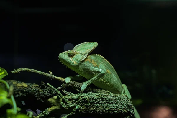 Zelené Chameleon Černé Pozadí Stromě — Stock fotografie