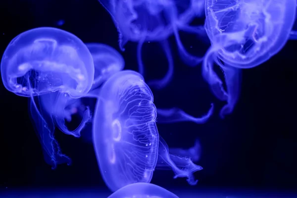 Moon Jellyfish Black Background Underwater — Foto de Stock