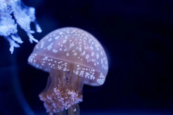 Spot Jellyfish Black Background Underwater — Foto de Stock