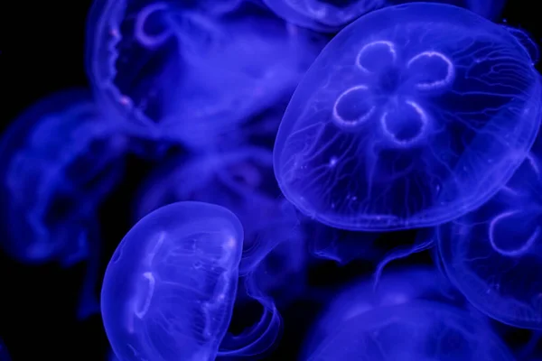 Luna Medusas Fondo Negro Bajo Agua —  Fotos de Stock