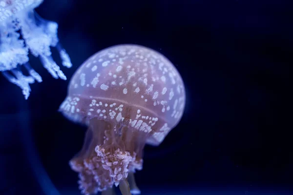 Spot Jellyfish Black Background Underwater — Foto de Stock