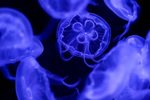 Moon Jellyfish Black Background Underwater — Stock Photo, Image