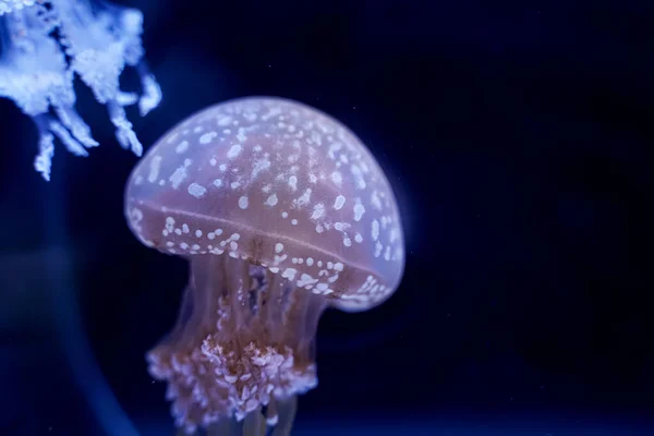 Spot Jellyfish Black Background Underwater — Foto de Stock