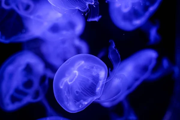 Lua Medusa Fundo Preto Subaquático — Fotografia de Stock