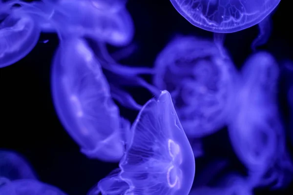 Moon Jellyfish Black Background Underwater — Stock Photo, Image