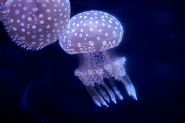 Spot Jellyfish Black Background Underwater — Foto de Stock