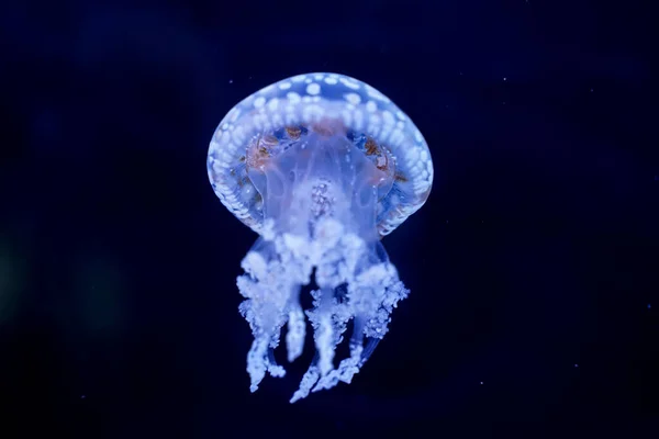 Spot Jellyfish Schwarzen Hintergrund Unter Wasser — Stockfoto