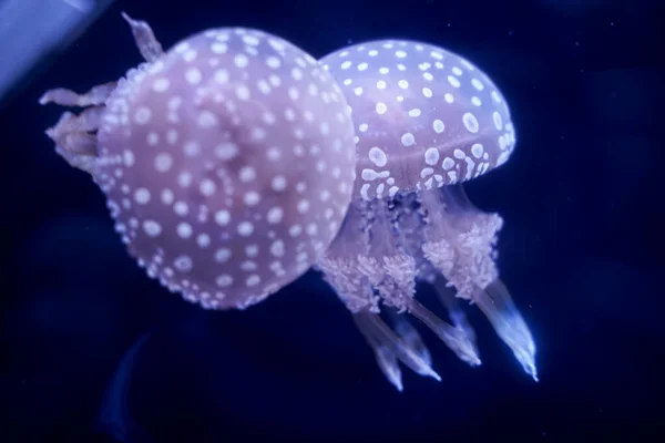 Spot Jellyfish Black Background Underwater — 스톡 사진