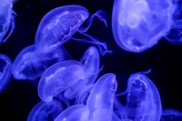 Moon Jellyfish Black Background Underwater — Stock Photo, Image