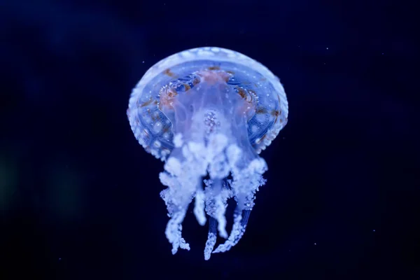 Spot Jellyfish Black Background Underwater — Foto de Stock