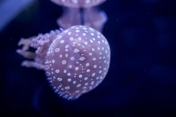 Spot Jellyfish Schwarzen Hintergrund Unter Wasser — Stockfoto