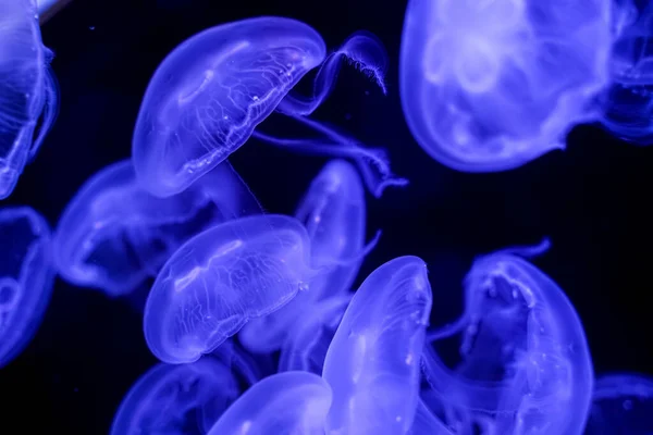 Moon Jellyfish Black Background Underwater — Stock Photo, Image