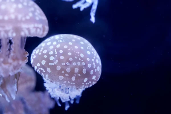 Spot Jellyfish Black Background Underwater — Foto de Stock