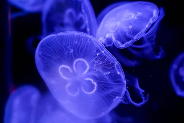 Moon Jellyfish Black Background Underwater — Foto de Stock