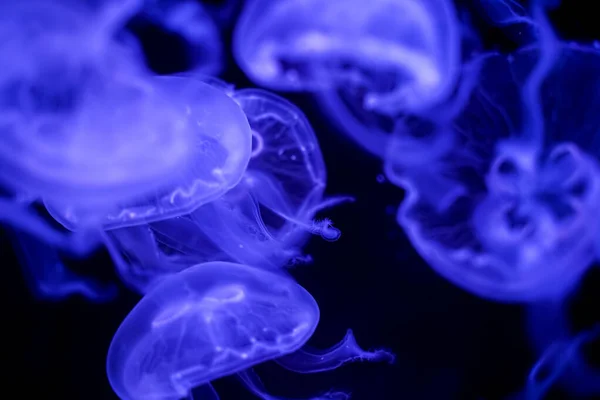 Luna Medusas Fondo Negro Bajo Agua — Foto de Stock