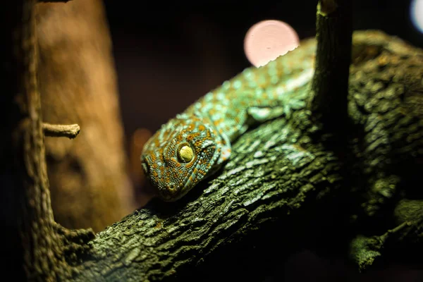 Big Gecko Looking Branch Tree Stock Picture