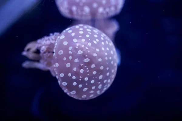 Spot Jellyfish Black Background Underwater — Foto de Stock