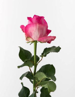 tedavi edilmemiş ve ham gül beyaz arka plan üzerinde