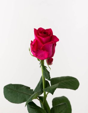 tedavi edilmemiş ve ham gül beyaz arka plan üzerinde