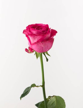 tedavi edilmemiş ve ham gül beyaz arka plan üzerinde