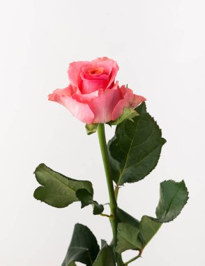 tedavi edilmemiş ve ham gül beyaz arka plan üzerinde