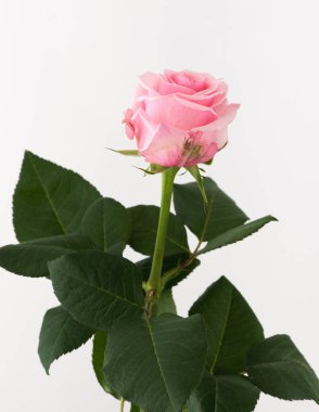 tedavi edilmemiş ve ham gül beyaz arka plan üzerinde