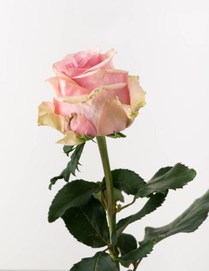 tedavi edilmemiş ve ham gül beyaz arka plan üzerinde