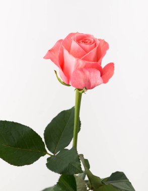 tedavi edilmemiş ve ham gül beyaz arka plan üzerinde