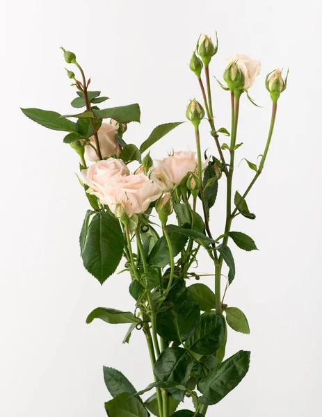 Ein Bund Unbehandelter Und Unbehandelter Rosenblüten Auf Weißem Hintergrund — Stockfoto