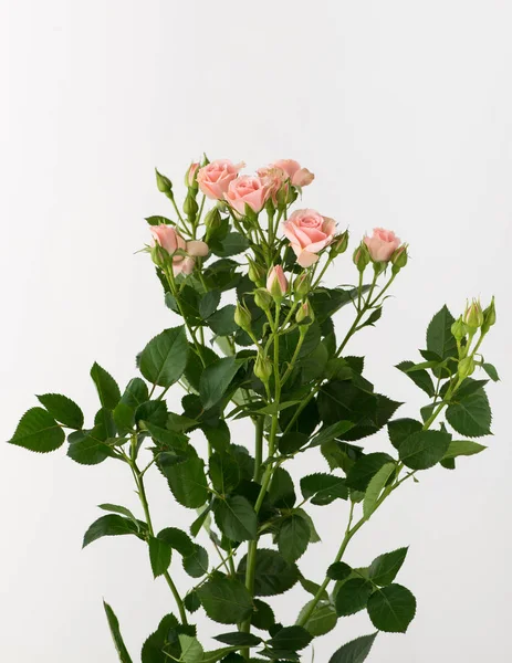 白地にバラの花を未処理と未処理の束 — ストック写真