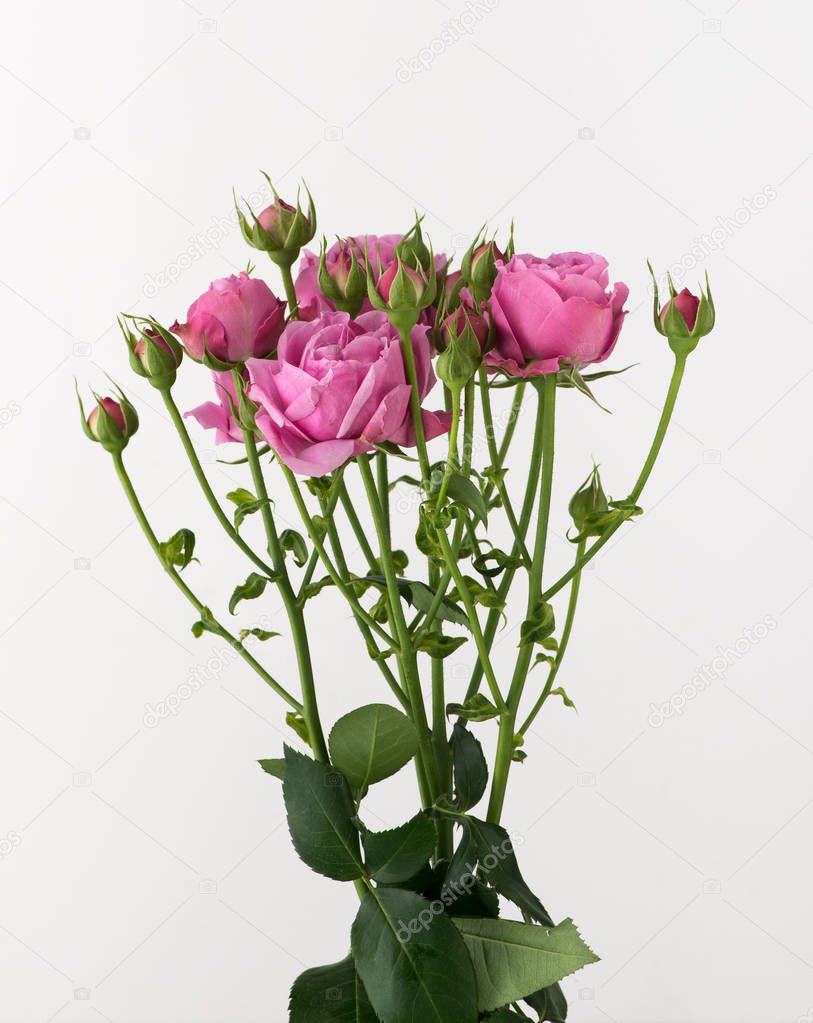 a bunch of untreated and untreated rose flowers on a white background