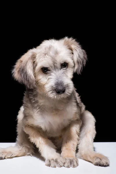 One Mongrel Dog Puppy Black Background Studio Shot — Stock Photo, Image