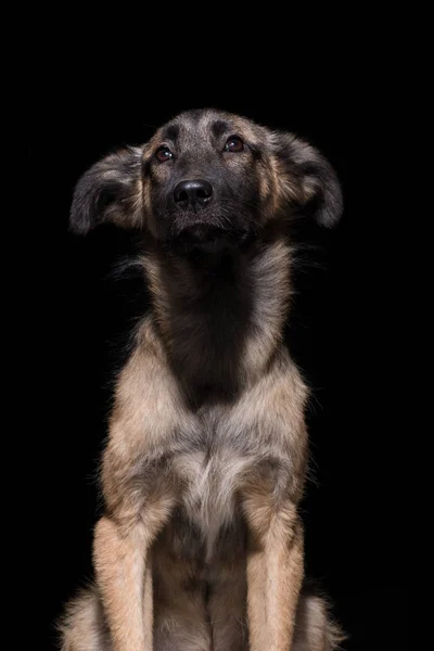One Mongrel Dog Black Background Studio Shot — Stock Photo, Image