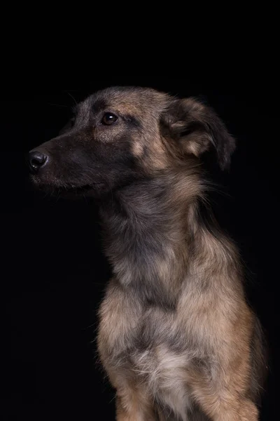 Siyah Bir Zemin Üzerine Bir Melez Köpek Stüdyo Vurdu — Stok fotoğraf