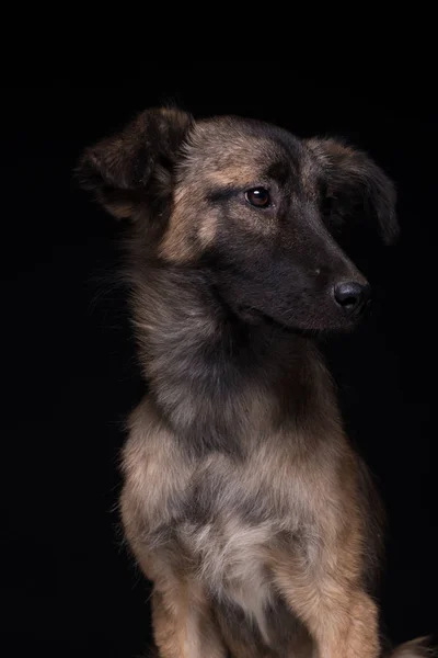 Jeden Pies Kundel Czarnym Tle Strzał Studio — Zdjęcie stockowe