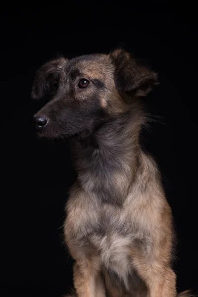 Siyah Bir Zemin Üzerine Bir Melez Köpek Stüdyo Vurdu — Stok fotoğraf