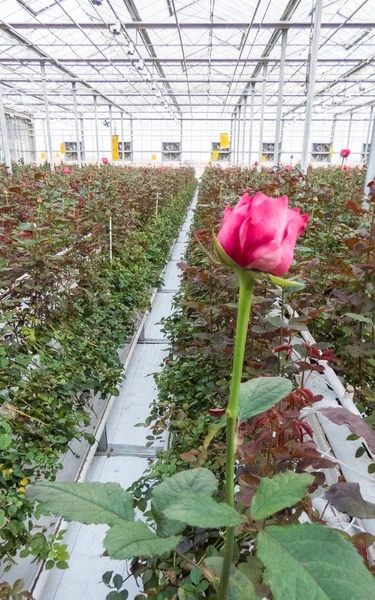 Крупным Планом Красной Розы Размытом Цветочном Фоне Теплице — стоковое фото