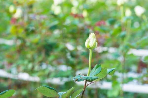 温室の花背景をぼかした写真のローズのクローズ アップ — ストック写真