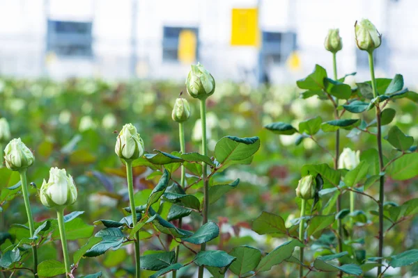 温室の花背景をぼかした写真のローズのクローズ アップ — ストック写真