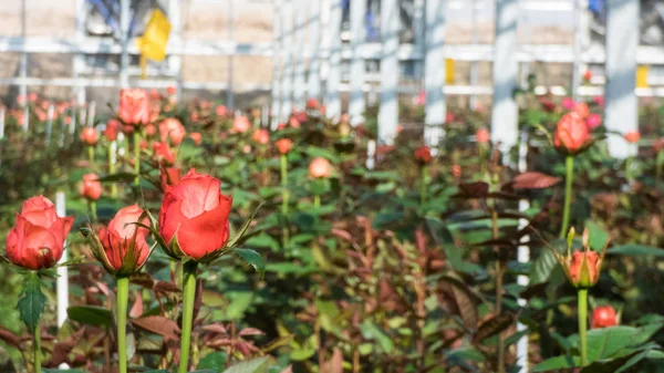 Крупным Планом Розы Размытом Цветочном Фоне Теплице — стоковое фото