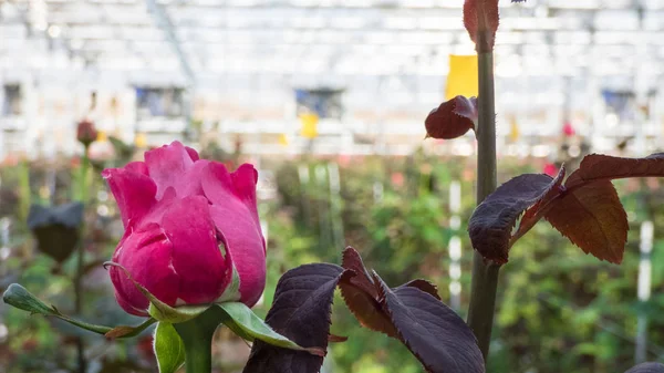 Крупным Планом Красной Розы Размытом Цветочном Фоне Теплице — стоковое фото