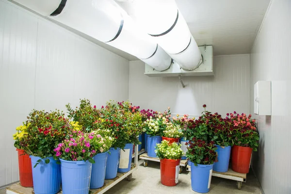 flowers in the big cold storage room