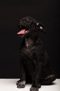 siyah bir zemin üzerine bir melez köpek köpek. Stüdyo vurdu