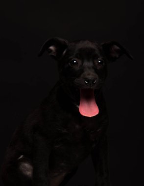 siyah bir zemin üzerine bir melez köpek köpek. Stüdyo vurdu