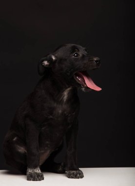 siyah bir zemin üzerine bir melez köpek köpek. Stüdyo vurdu
