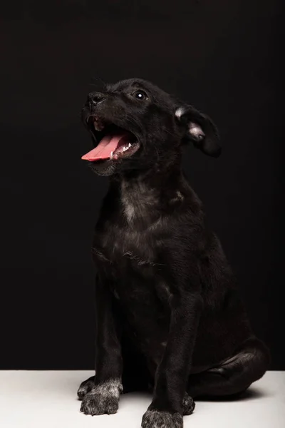 Een Bastaard Hond Pup Een Zwarte Achtergrond Studio Schoot — Stockfoto