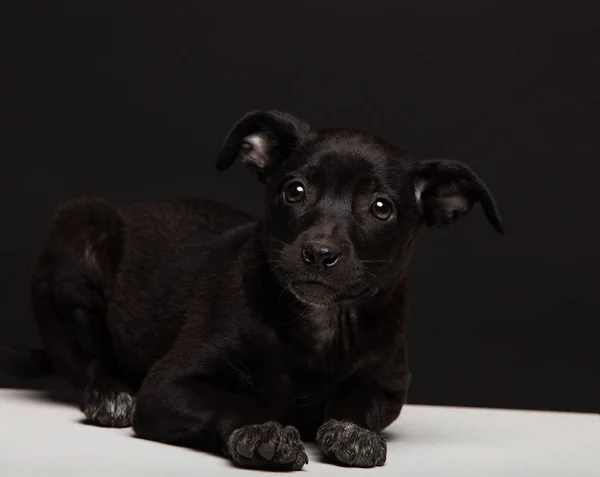 One Mongrel Dog Puppy Black Background Studio Shot — Stock Photo, Image